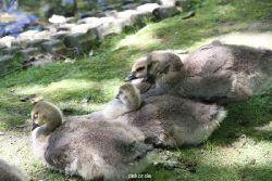 duesseldorf-schloss-benrath-tiere-008