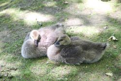 duesseldorf-schloss-benrath-tiere-010