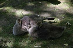 duesseldorf-schloss-benrath-tiere-011