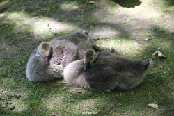 duesseldorf-schloss-benrath-tiere-012