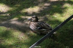 duesseldorf-schloss-benrath-tiere-014