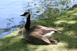 duesseldorf-schloss-benrath-tiere-017