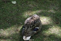 duesseldorf-schloss-benrath-tiere-018