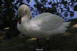 duesseldorf-schloss-benrath-tiere-020