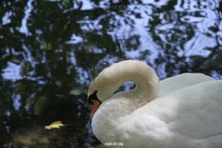 duesseldorf-schloss-benrath-tiere-021