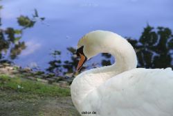 duesseldorf-schloss-benrath-tiere-022