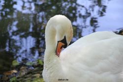 duesseldorf-schloss-benrath-tiere-023