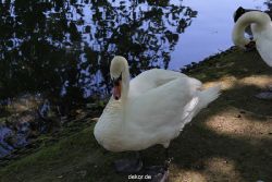 duesseldorf-schloss-benrath-tiere-024