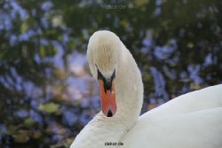 duesseldorf-schloss-benrath-tiere-026