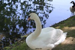 duesseldorf-schloss-benrath-tiere-028