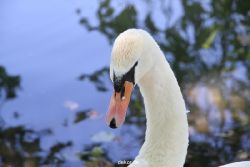 duesseldorf-schloss-benrath-tiere-029
