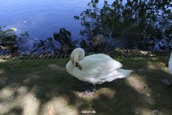 duesseldorf-schloss-benrath-tiere-030