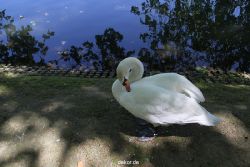 duesseldorf-schloss-benrath-tiere-031