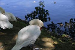 duesseldorf-schloss-benrath-tiere-032