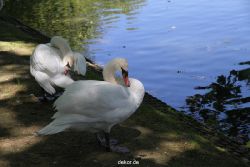 duesseldorf-schloss-benrath-tiere-033