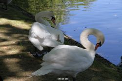 duesseldorf-schloss-benrath-tiere-034