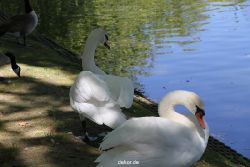 duesseldorf-schloss-benrath-tiere-035