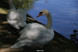 duesseldorf-schloss-benrath-tiere-036