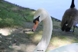 duesseldorf-schloss-benrath-tiere-038