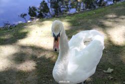 duesseldorf-schloss-benrath-tiere-040