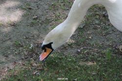 duesseldorf-schloss-benrath-tiere-042