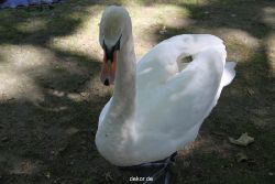 duesseldorf-schloss-benrath-tiere-043