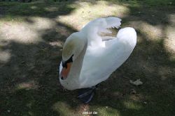 duesseldorf-schloss-benrath-tiere-044