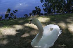 duesseldorf-schloss-benrath-tiere-045