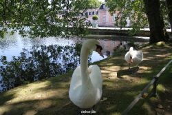 duesseldorf-schloss-benrath-tiere-046