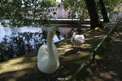 duesseldorf-schloss-benrath-tiere-047