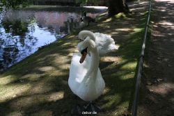 duesseldorf-schloss-benrath-tiere-048