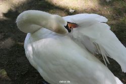 duesseldorf-schloss-benrath-tiere-049