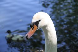 duesseldorf-schloss-benrath-tiere-050