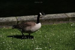 duesseldorf-schloss-benrath-tiere-051