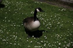 duesseldorf-schloss-benrath-tiere-052