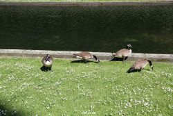 duesseldorf-schloss-benrath-tiere-053