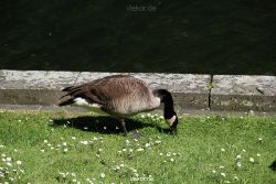 duesseldorf-schloss-benrath-tiere-054