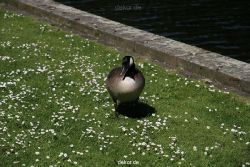 duesseldorf-schloss-benrath-tiere-055