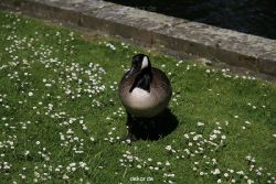 duesseldorf-schloss-benrath-tiere-056