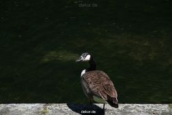 duesseldorf-schloss-benrath-tiere-057
