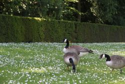 duesseldorf-schloss-benrath-tiere-058