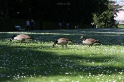 duesseldorf-schloss-benrath-tiere-059