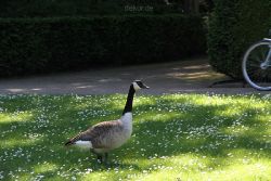 duesseldorf-schloss-benrath-tiere-060