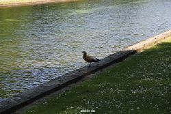 duesseldorf-schloss-benrath-tiere-061