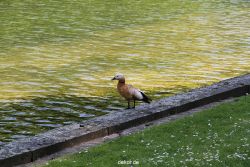 duesseldorf-schloss-benrath-tiere-062