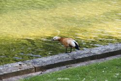 duesseldorf-schloss-benrath-tiere-063