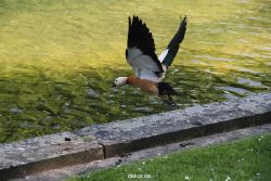 duesseldorf-schloss-benrath-tiere-064