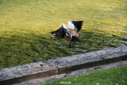 duesseldorf-schloss-benrath-tiere-065