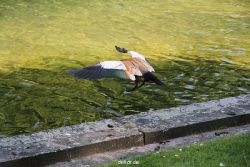 duesseldorf-schloss-benrath-tiere-066