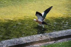 duesseldorf-schloss-benrath-tiere-067